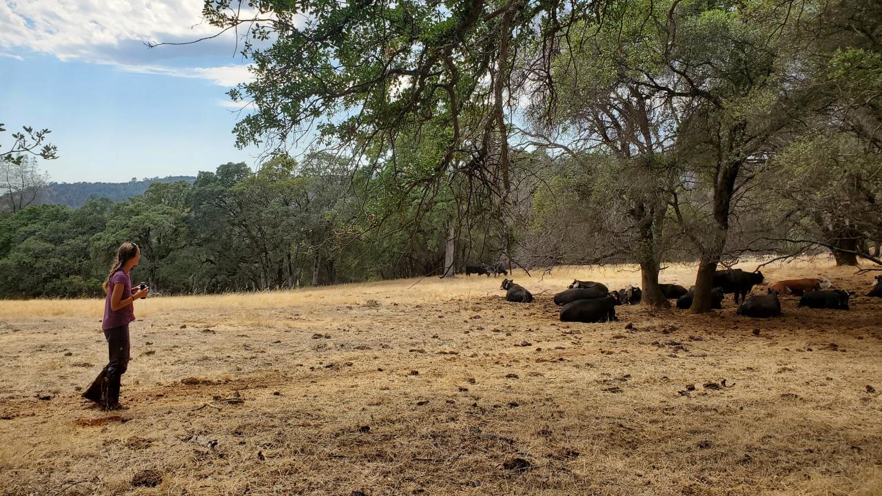 Maggie Creamer looks at cattle who are resting under trees on rangeland