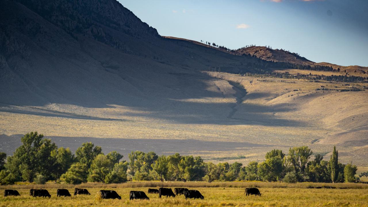Cattle Grazing in Bishop California