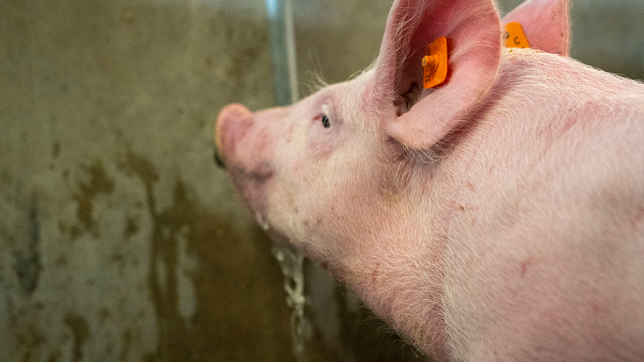 African Swine Fever and Lessons Learned in Prevention