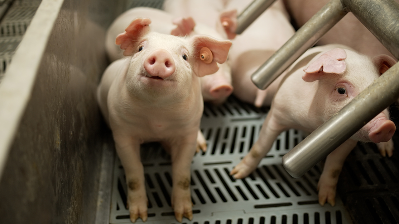 Attacking Disease Through Diet in Swine Production: The Promise of Bacillus Subtilis and Others