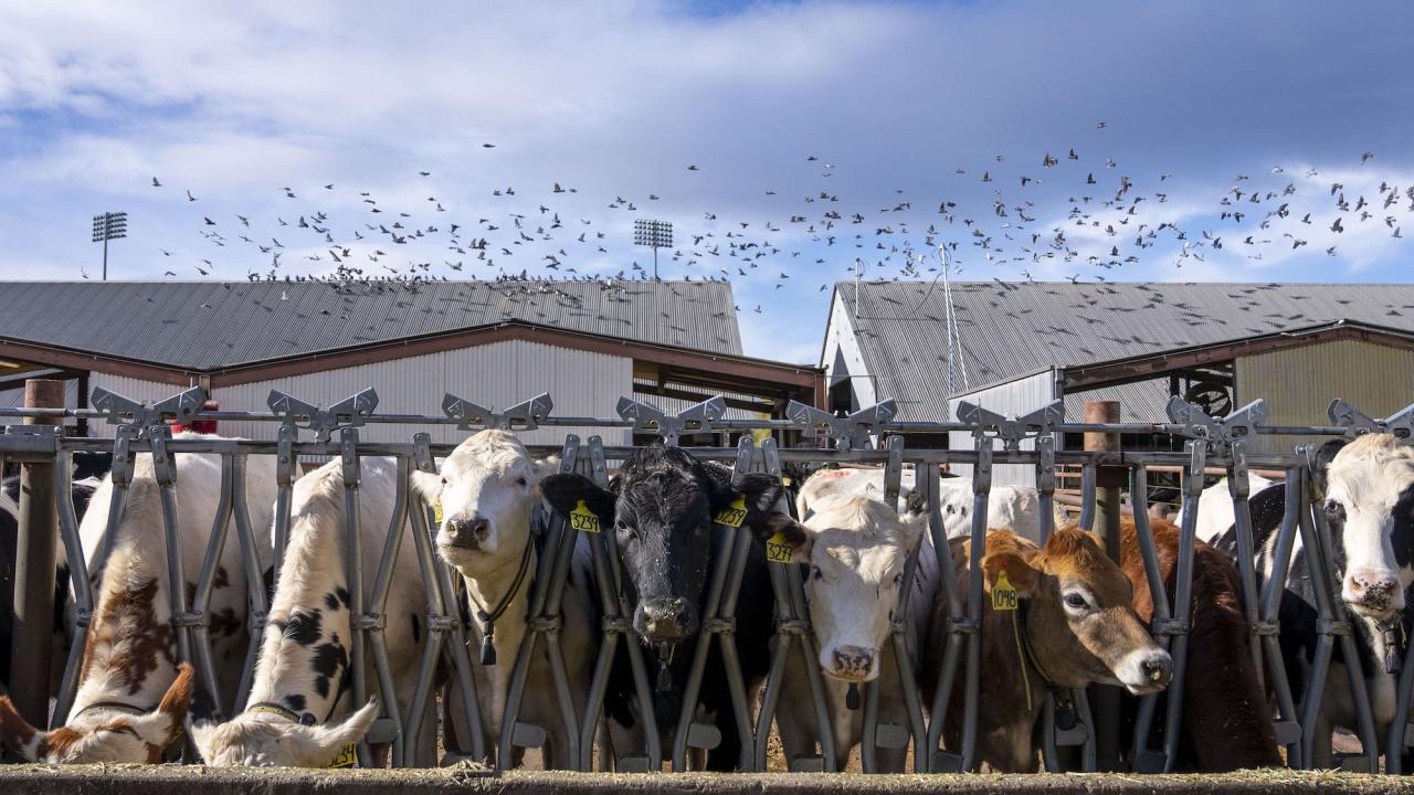 Cows at UC Davis Dairy