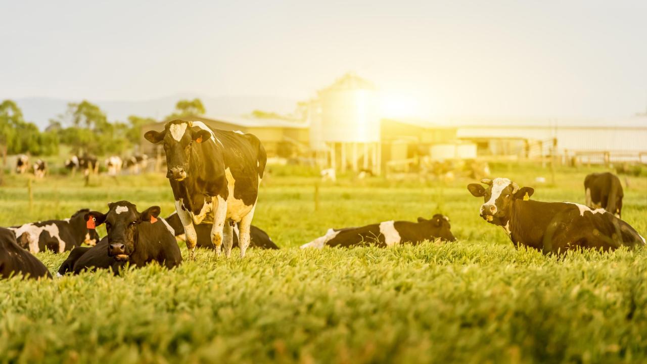 Dairy cattle on pasture with sun reflecting off of structure