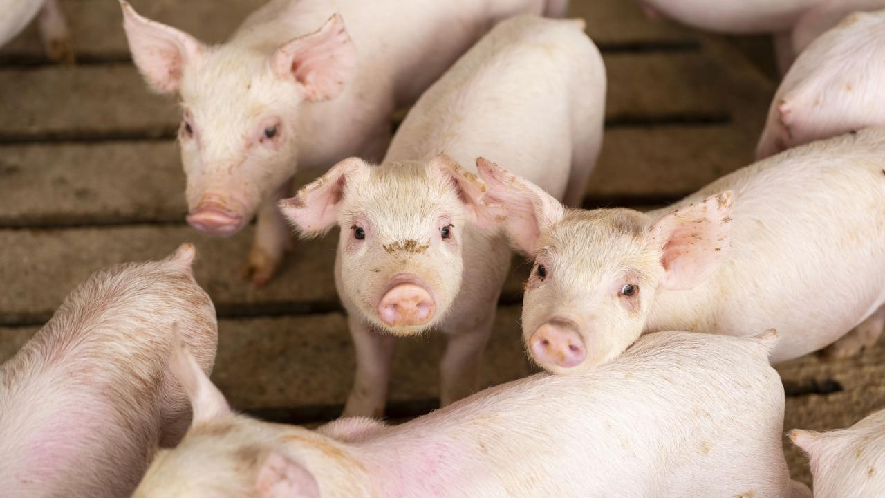 A group of pigs looks up into the camera