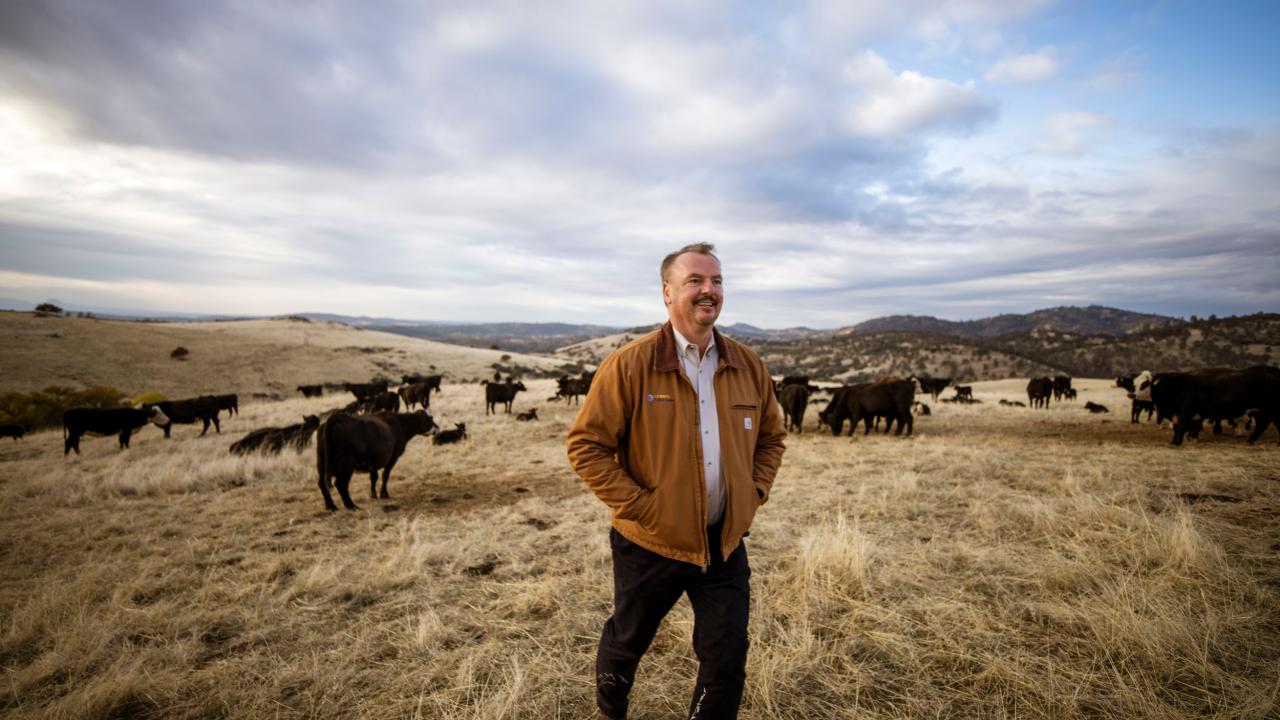 Frank Mitloehner with Beef Cattle at the UC Davis Sierra Foothill Extension Facility 