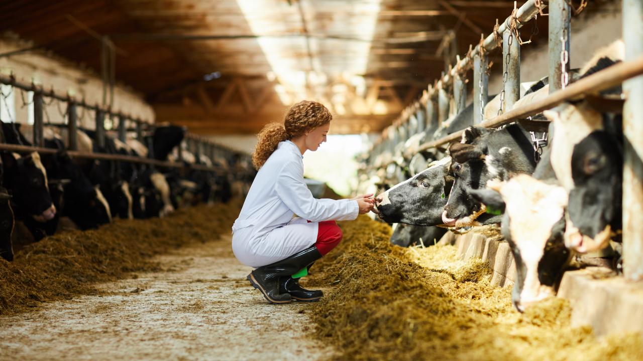 woman kneeling in feedlot near black and white cows eating