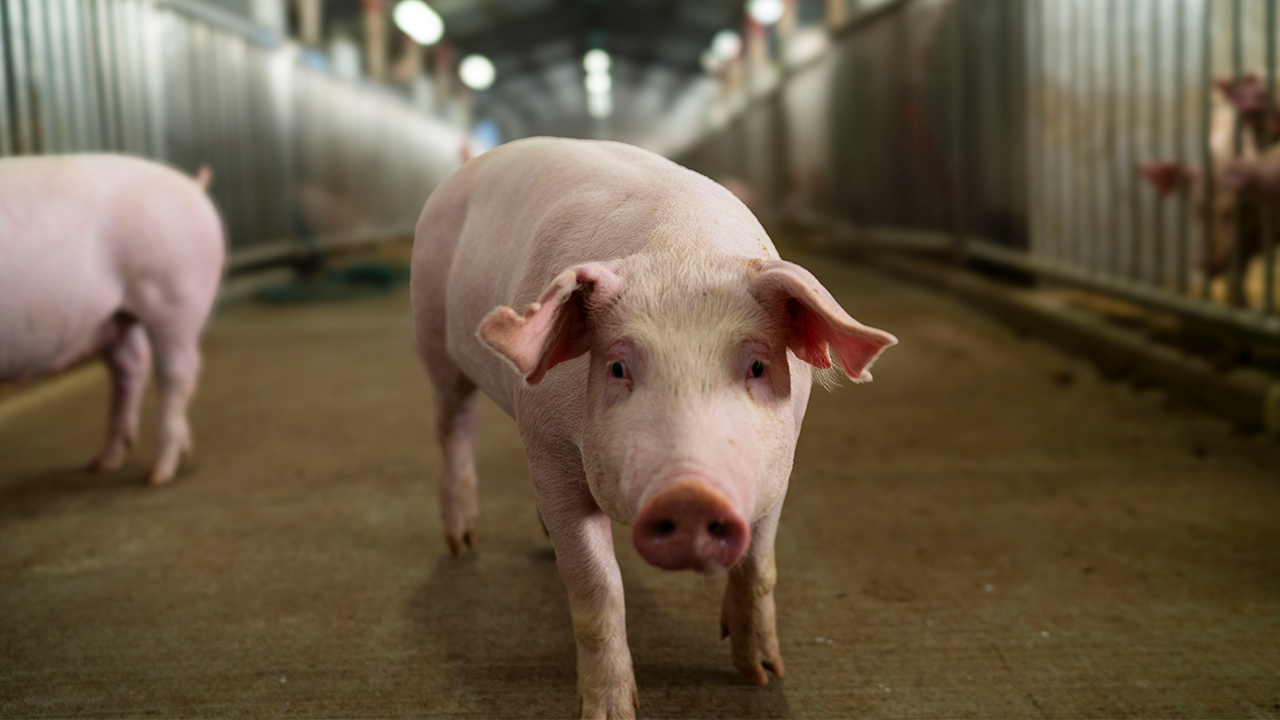 What impact does pork farming have on the environment?