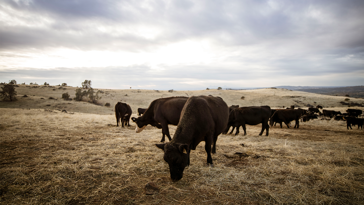 Strengthening the ag supply chain to reduce methane emissions