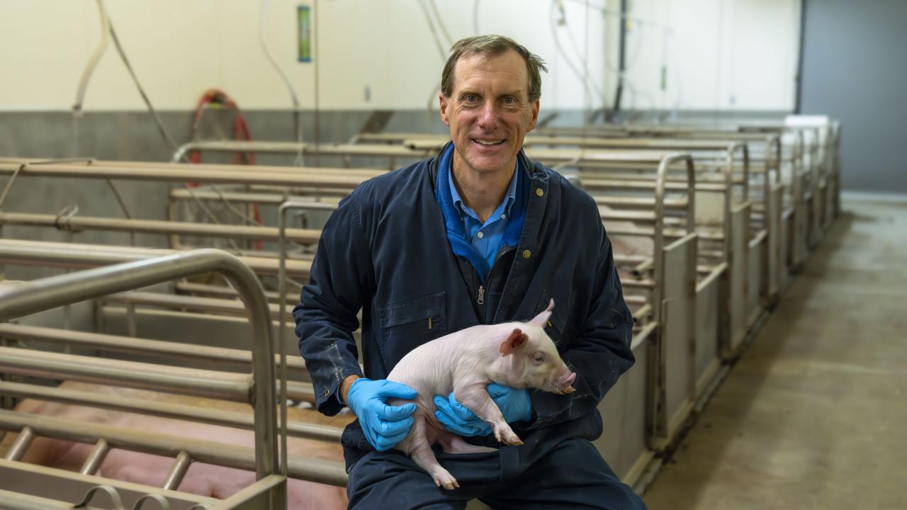 Dr. Hovey is wearing a blue jumpsuit and is holding a piglet