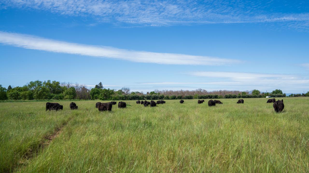 Carbon Sequestration Explained: How Nature Captures Carbon