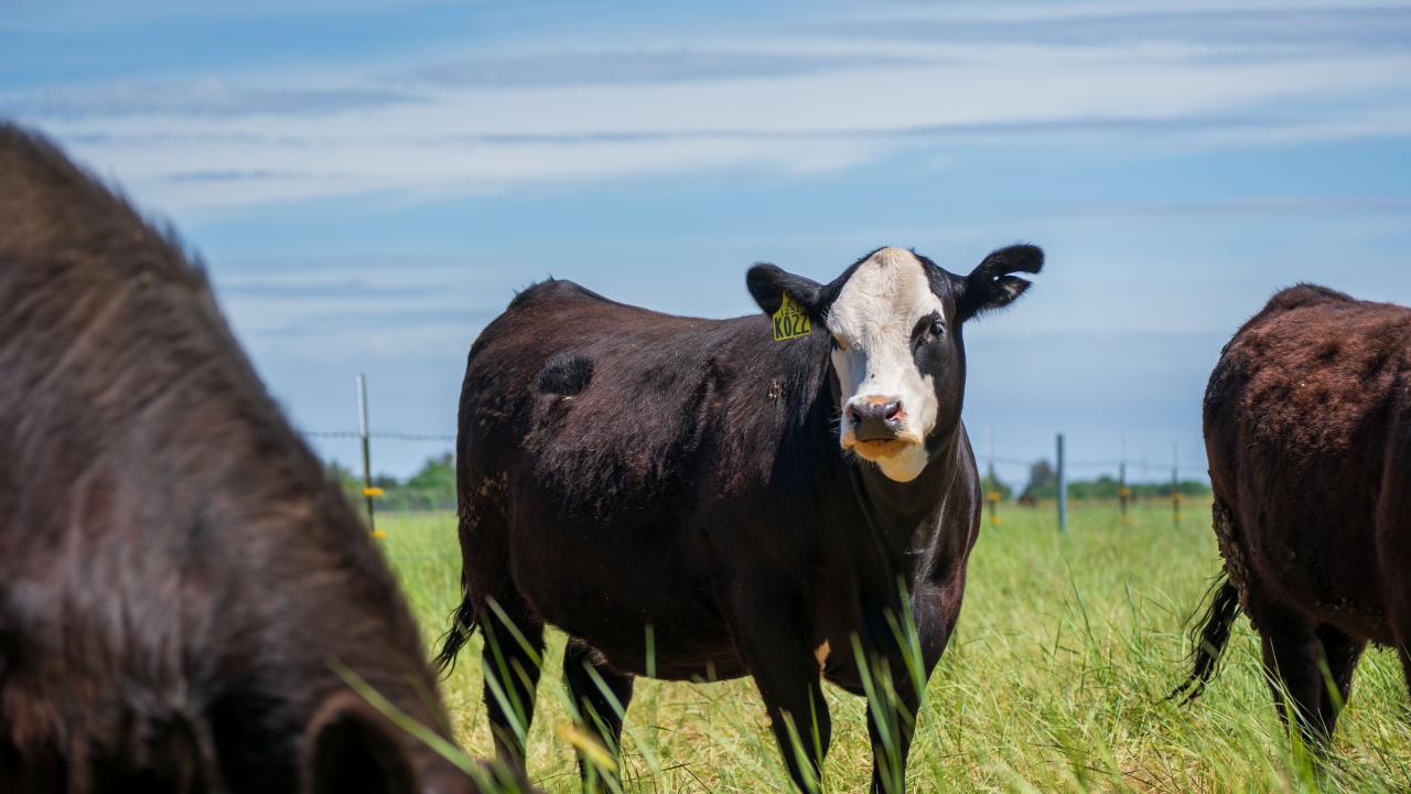 Feeding Grazing Cattle Seaweed Cuts Methane Emissions by Almost 40%