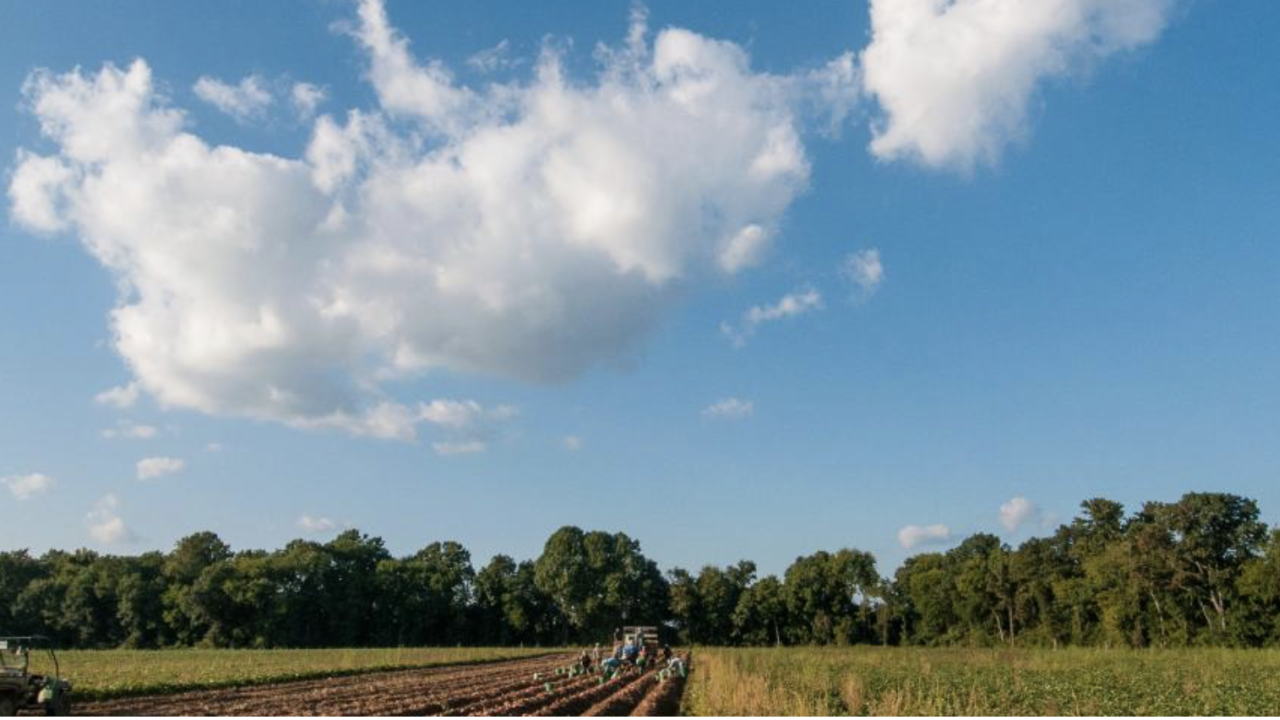 A vista shot of farmland with a blue sky and puffy white clouds in the distance