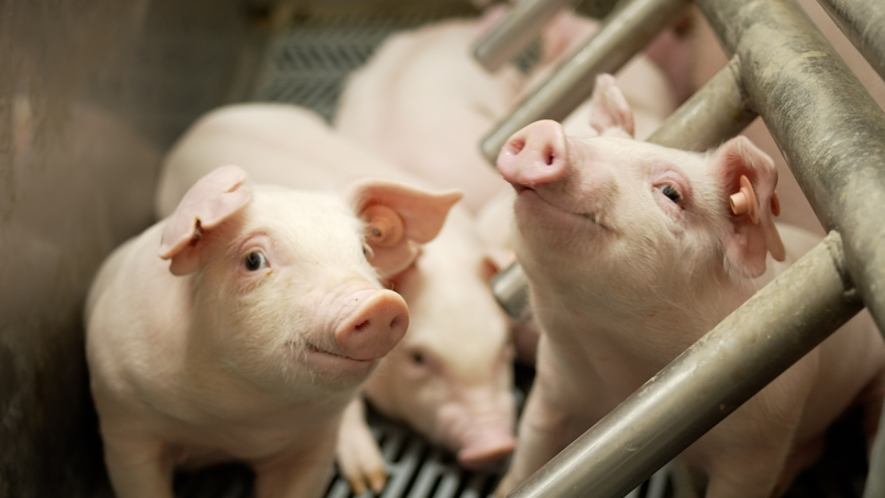 Data’s Role in Sustainability on Swine Farms 