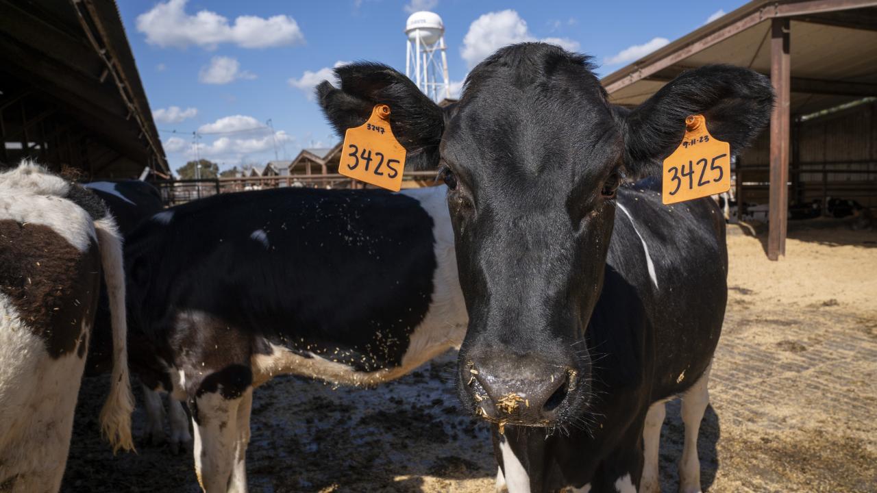 A closeup picture of a dairy cow