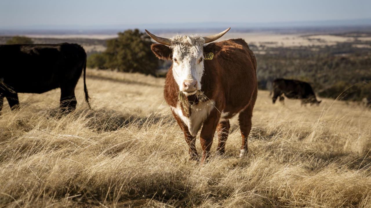 Understanding Cattle Grazing Personalities May Foster Sustainable Rangelands