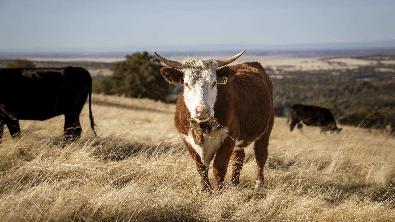 Understanding Cattle Grazing Personalities May Foster Sustainable Rangelands