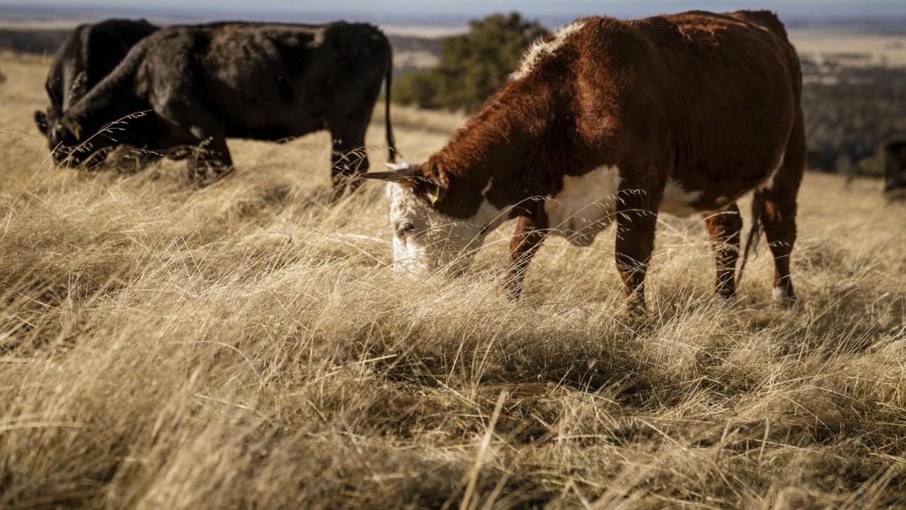 Why Do Cattle Produce Methane, and What Can We Do About it?
