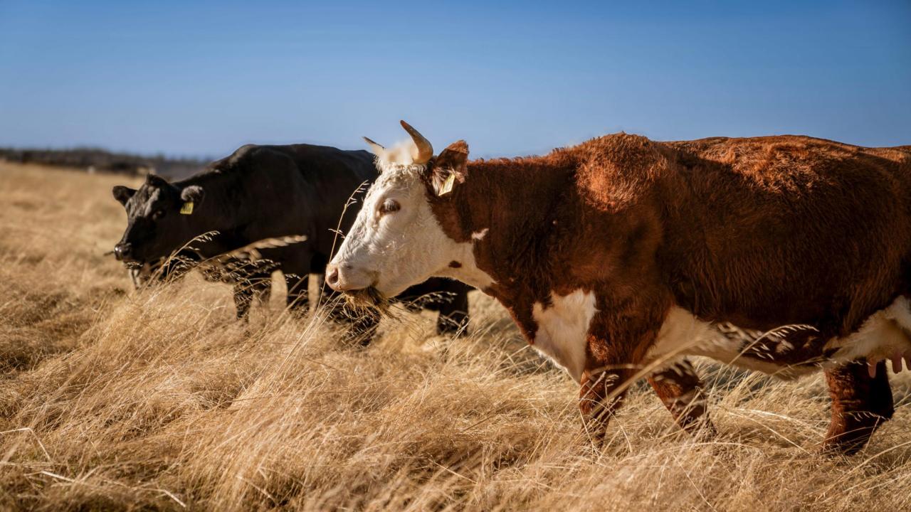 Cattle at UC Davis Sierra Foothill Research Station