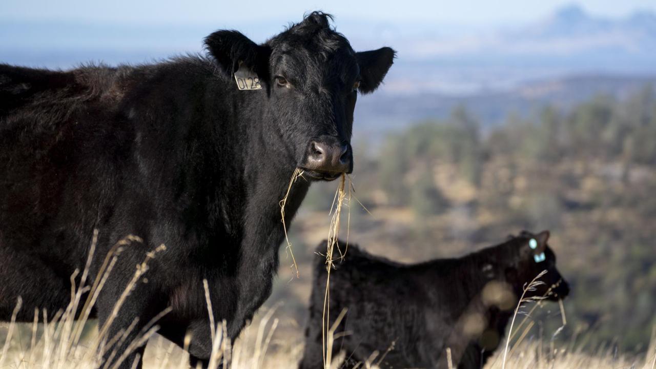 Fighting Fire with Feeding