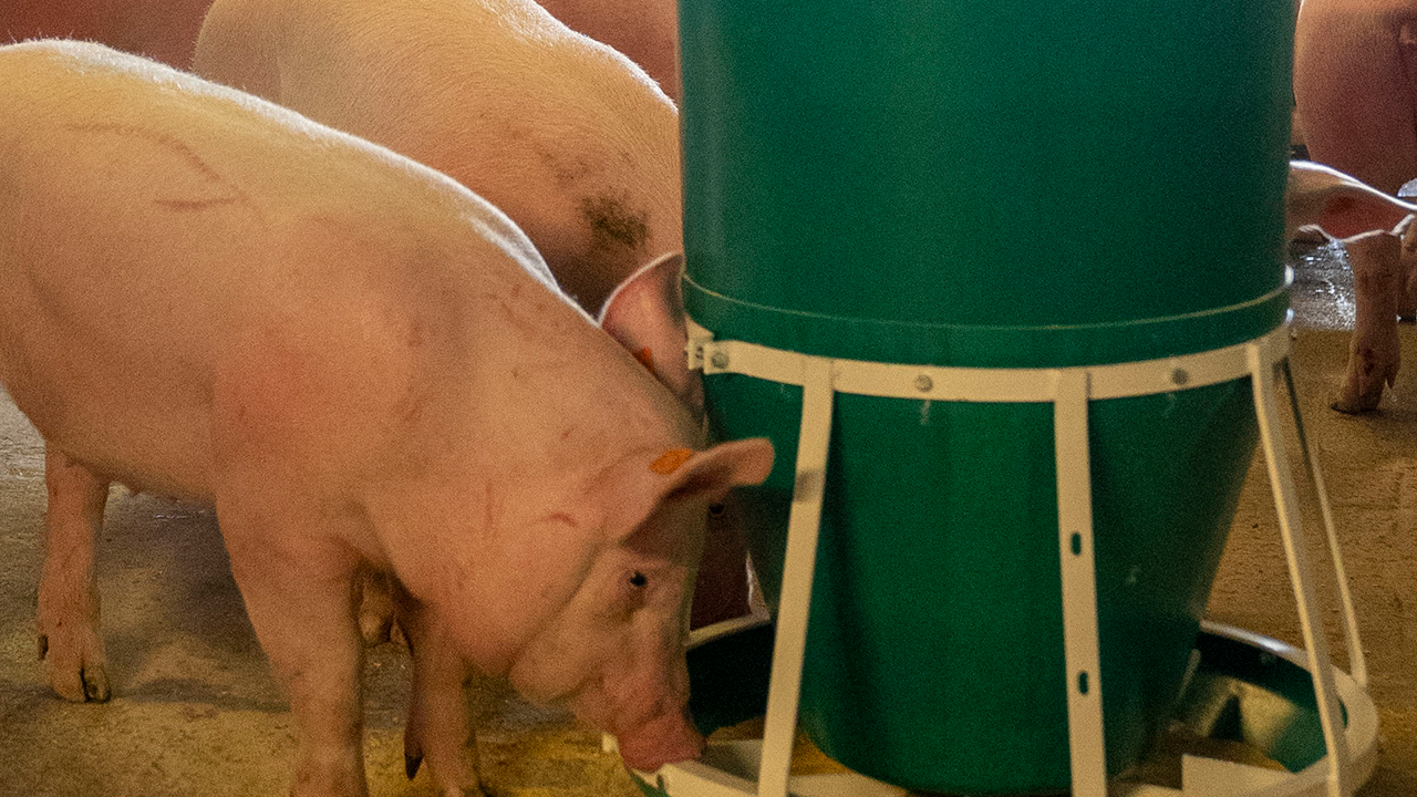 What do we feed swine?