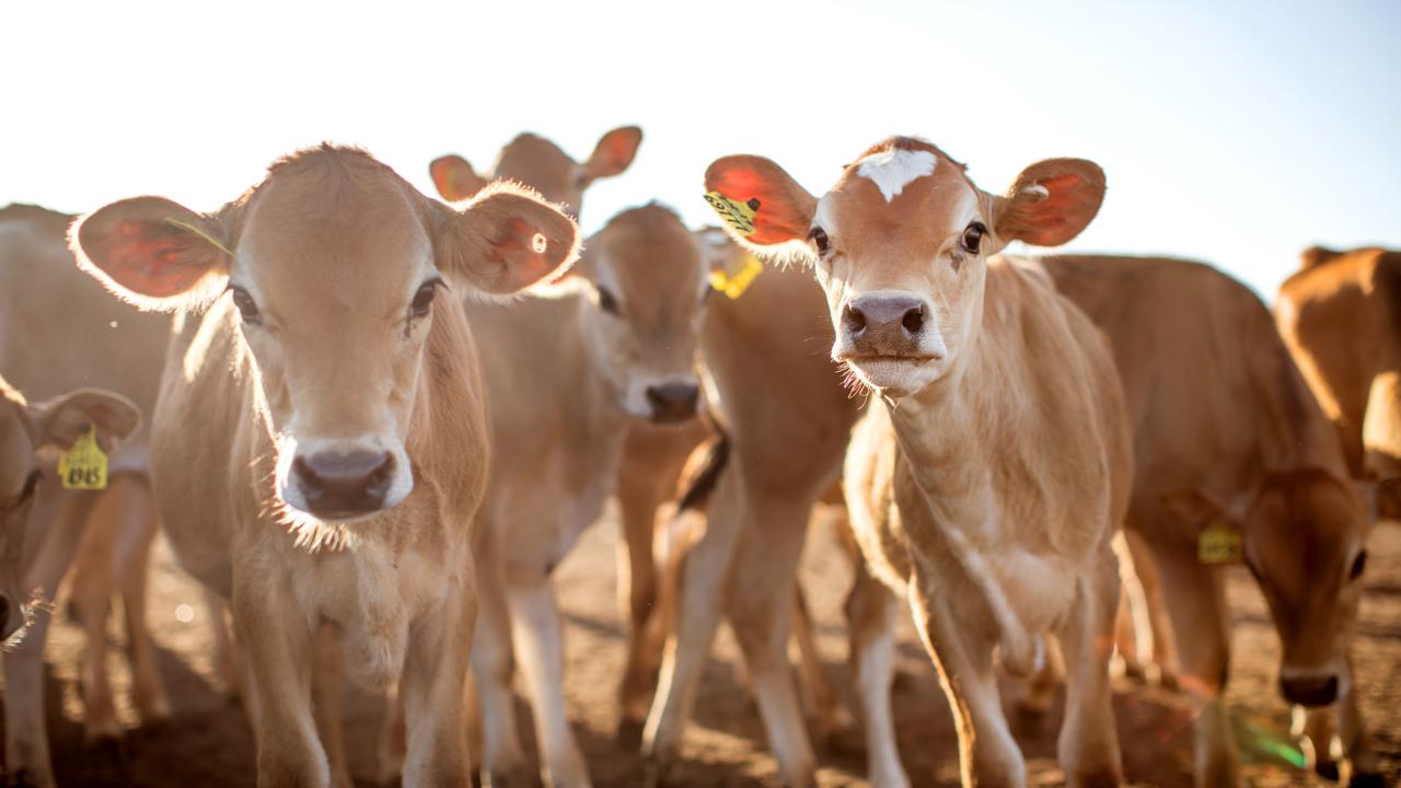 Dairy cows on a california farm