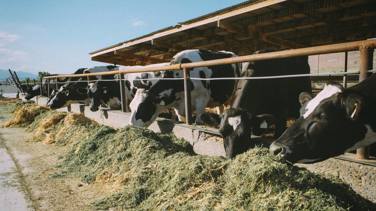 astronomi forfriskende fløjl Dairy Cows — The Original Upcyclers | CLEAR Center