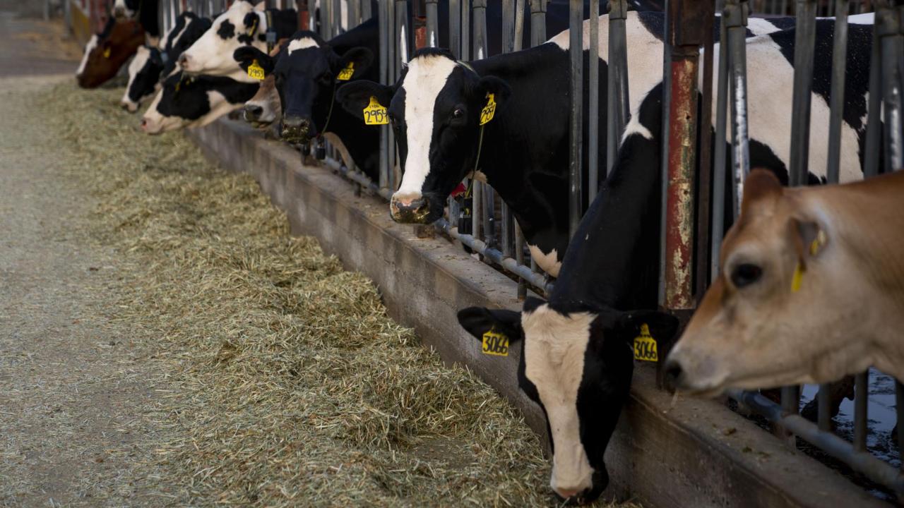 dairy cows eating feed in a feed lot