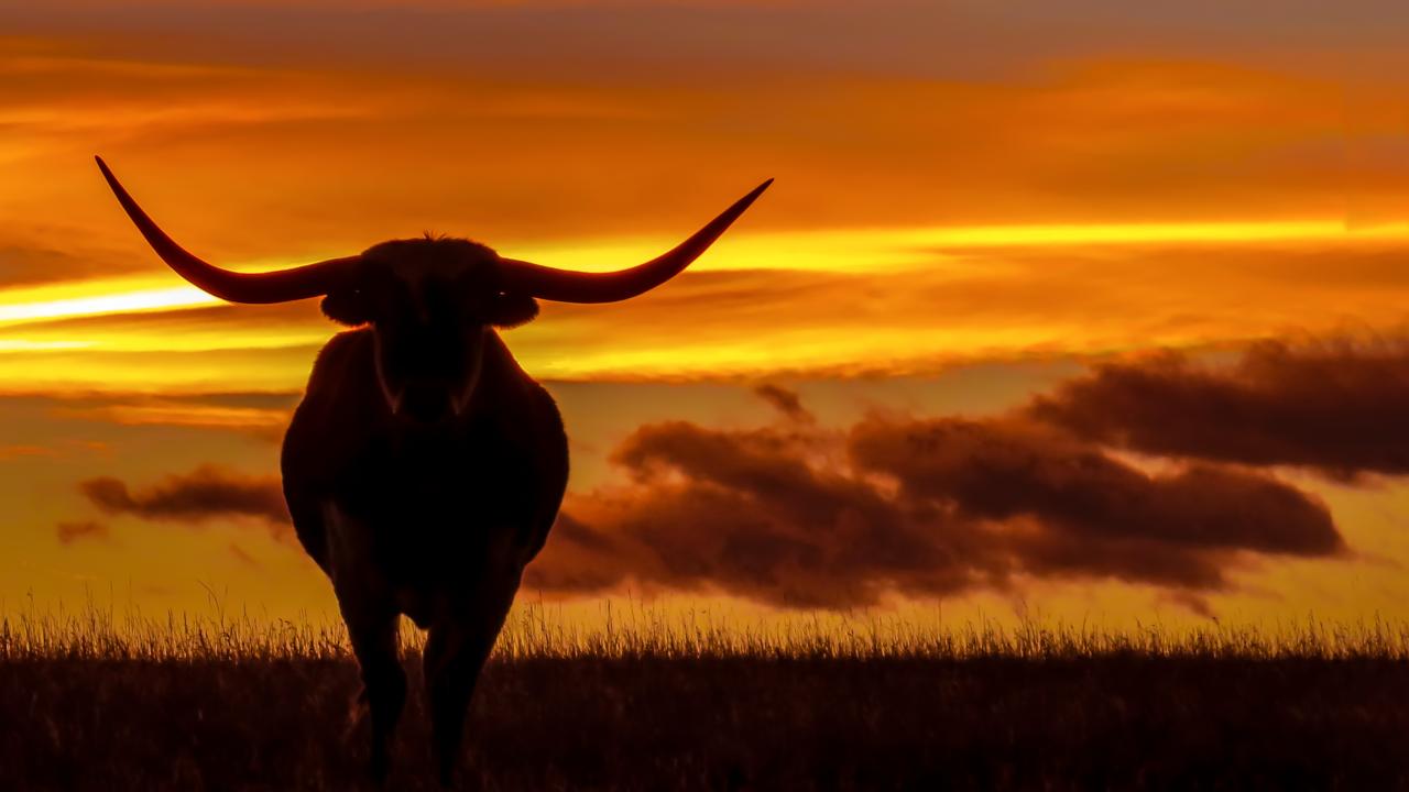 Longhorn beef steer at sunset