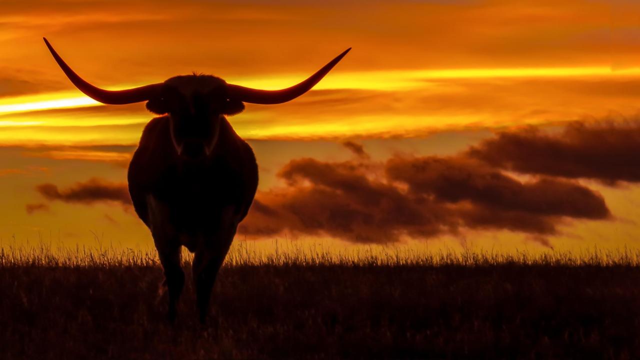 Longhorn beef steer at sunset