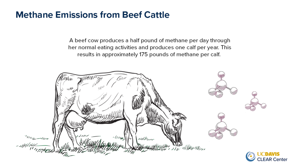 Beef Cow Methane Production 
