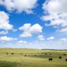 Cows grazing on rangeland.