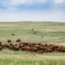 A herd of brown cattle graze in a green open pasture over a blue sky.