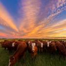 A group of cattle huddle together on open pasture during a sunset. 