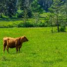 A lone brown cow stands on a bright green grazing pasture in Mayne Island, BC, Canada.