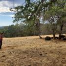 Maggie Creamer looks at cattle who are resting under trees on rangeland