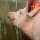 African Swine Fever and Lessons Learned in Prevention
