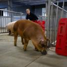 Dr. Trish Berger moves a pig in the swine barn