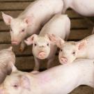 A group of pigs looks up into the camera