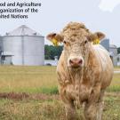 Cover image of FAO Methane Report