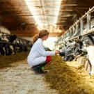 woman kneeling in feedlot near black and white cows eating