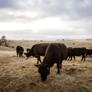 Strengthening the ag supply chain to reduce methane emissions