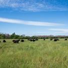 Carbon Sequestration Explained: How Nature Captures Carbon