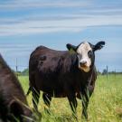 Feeding Grazing Cattle Seaweed Cuts Methane Emissions by Almost 40%