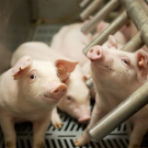 Data’s Role in Sustainability on Swine Farms 