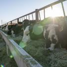 A line of cows are eating from a trough 