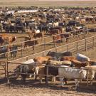 cattle at a feedlot in Texas