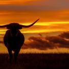 Longhorn beef steer at sunset